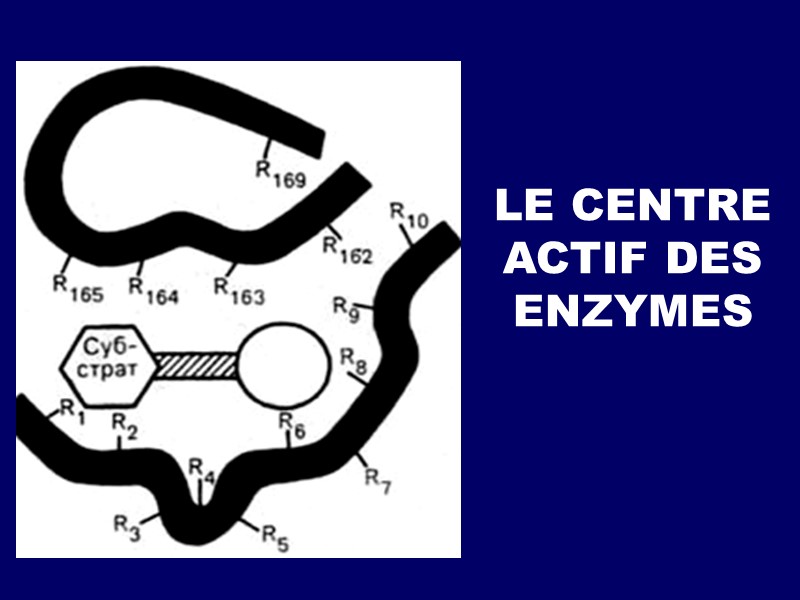 LE CENTRE ACTIF DES ENZYMES